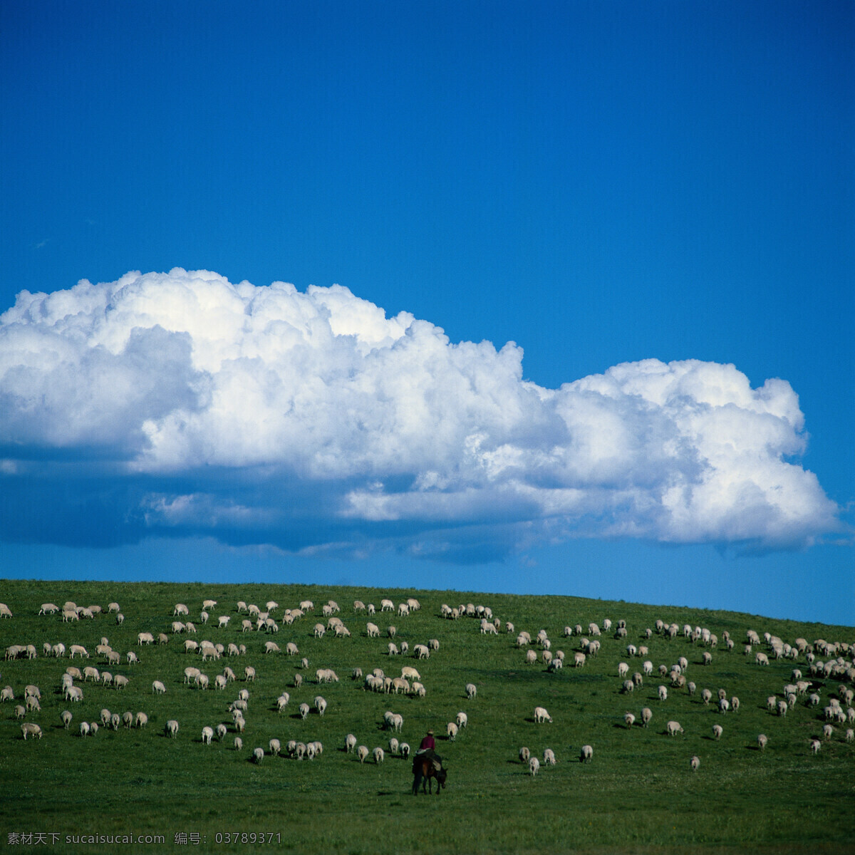 天空 蓝天 云彩 白云 草原 牛羊 自然景观 自然风景