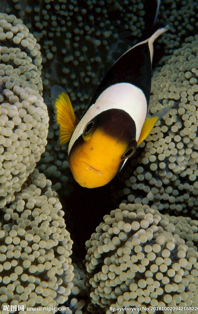 海底世界 小丑鱼 海葵 珊瑚 黑色 公子 绿色 高清 自然景观 山水风景
