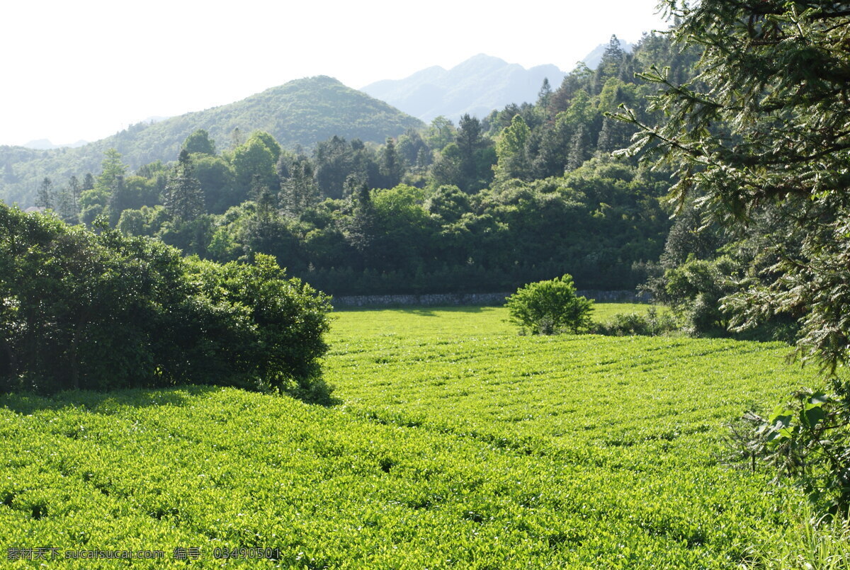 绿色 山间 茶园 风景图片 茶叶 绿草 茶叶种植园