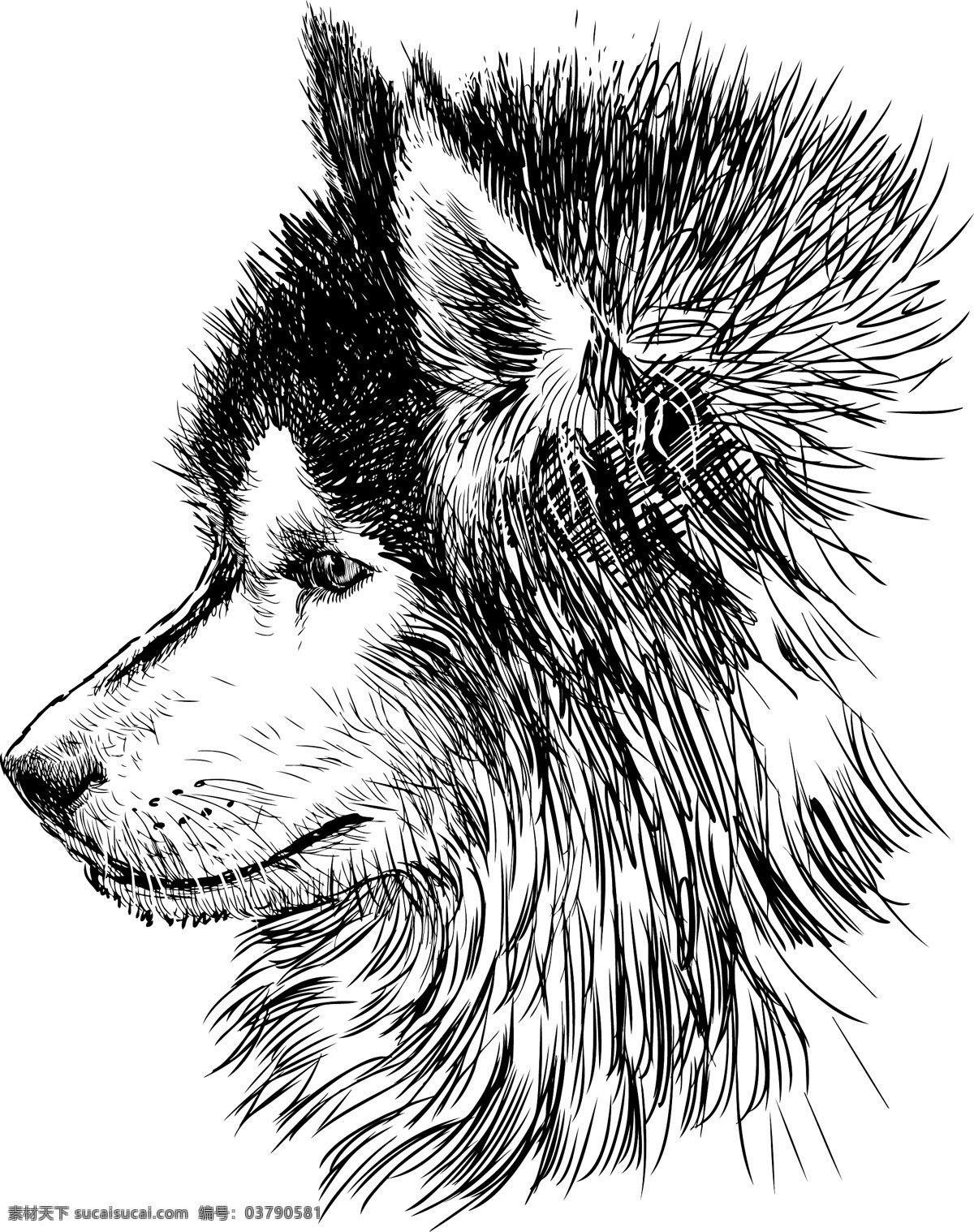 野狼 狼 矢量的苍狼 狼王 霸气 生猛 凶猛 凶猛动物 动物 素描 手绘狼 哺乳动物 食肉动物 凶猛的狼 山狼 矢量凶猛的狼 野生动物 轮廓 生物世界 矢量