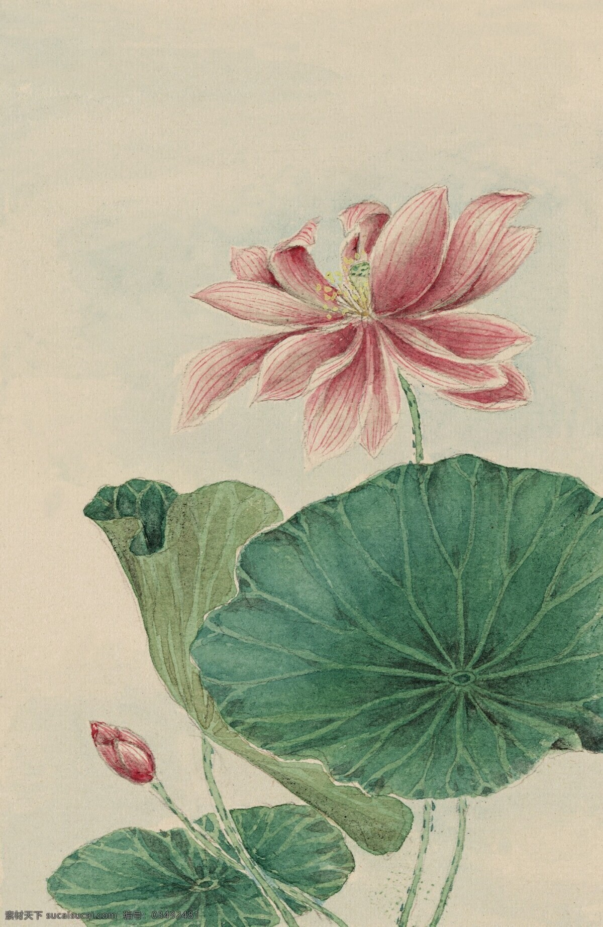 手绘水彩花 水彩画 装饰画 花卉 植物 水彩花 油画 国画 文化艺术 绘画书法