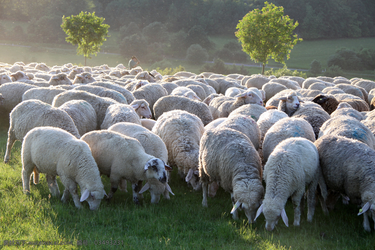 草地 上 一群 绵羊 绵羊摄影图片 羊 动物世界 陆地动物 生物世界 羊群