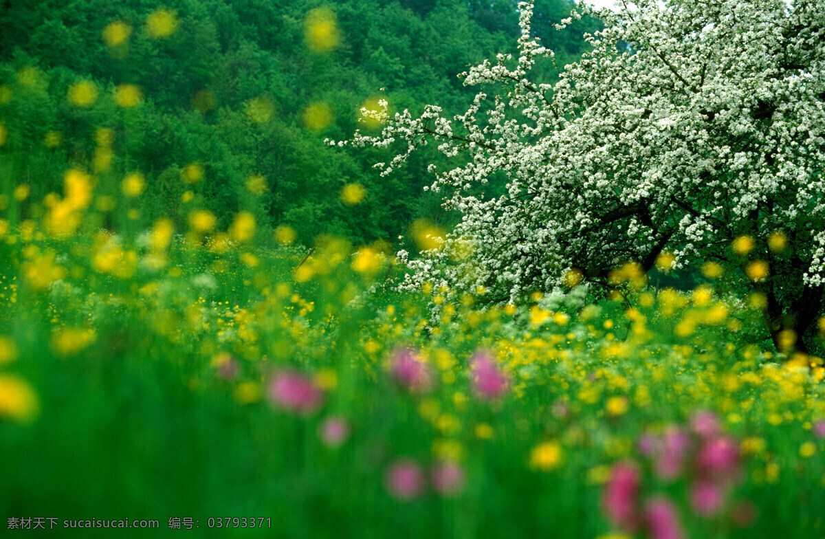 花木场 鲜花 草地 植物 大树 田野 花草树木 自然风光 景观 景区 生物世界