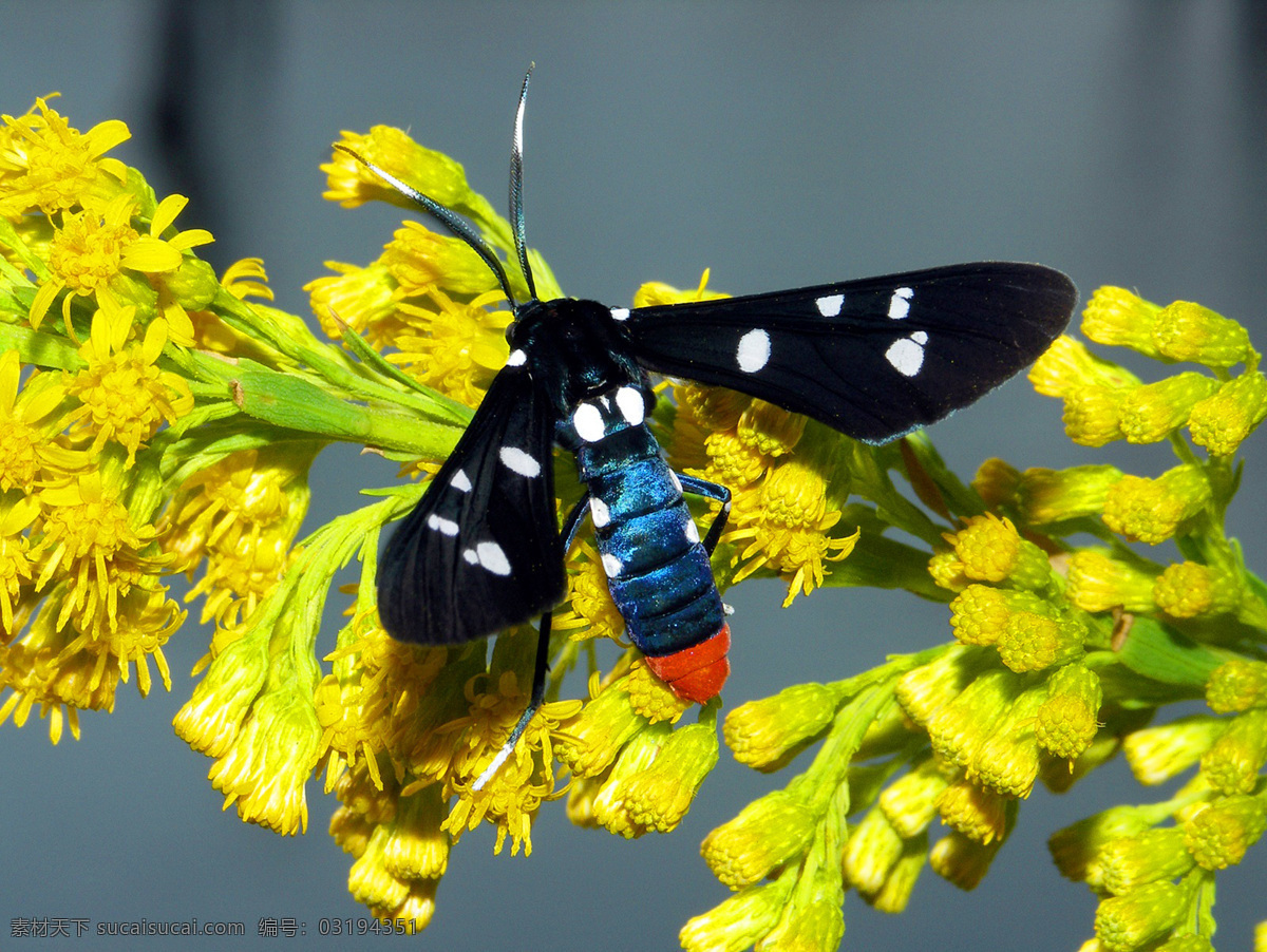 昆虫 摄影艺术 自然 花朵 生态 生物世界 摄影图库