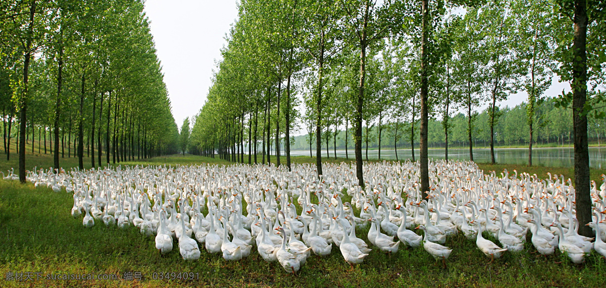 鹅群 树林 草地 绿色 农场 家禽 家禽家畜 生物世界