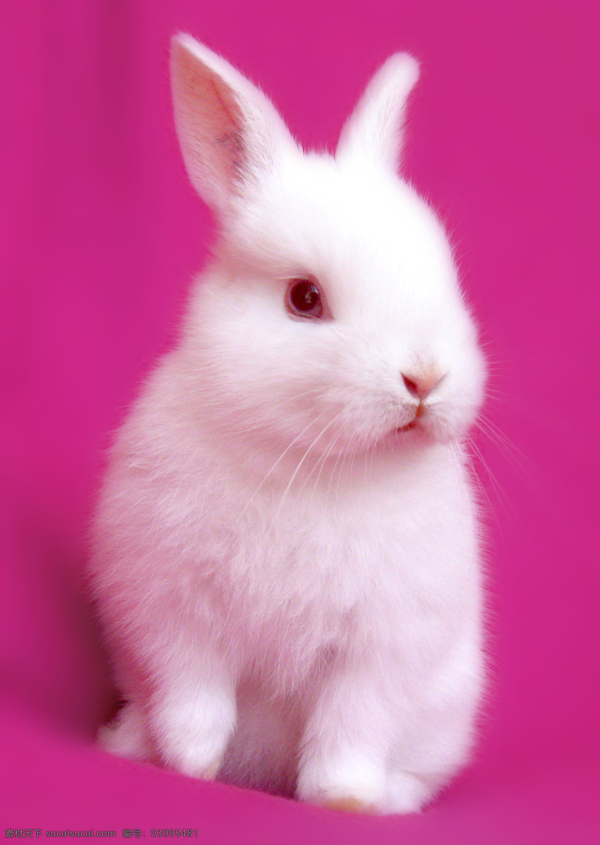 可爱小兔子 兔子 乖乖兔 小兔子 兔年素材 兔兔 可爱的兔子 白色兔子 漂亮的兔子 可爱 宠物 红眼静 兔年生肖素材 家禽家畜 动物 兔子图片 生物 生物世界 野生动物 动物摄影
