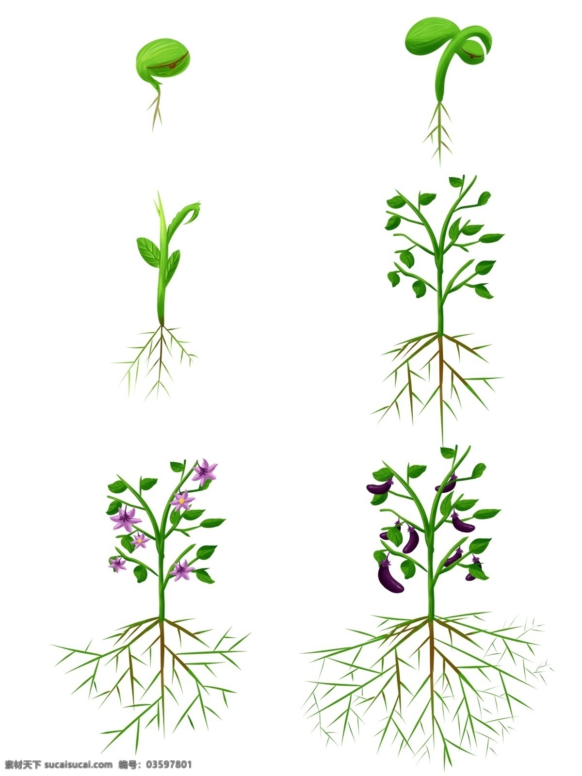 手绘 植物 生长 过程 发芽 开花 商用 茄子 根部 元素 海报素材 植物生张 生长过程 手绘茄子
