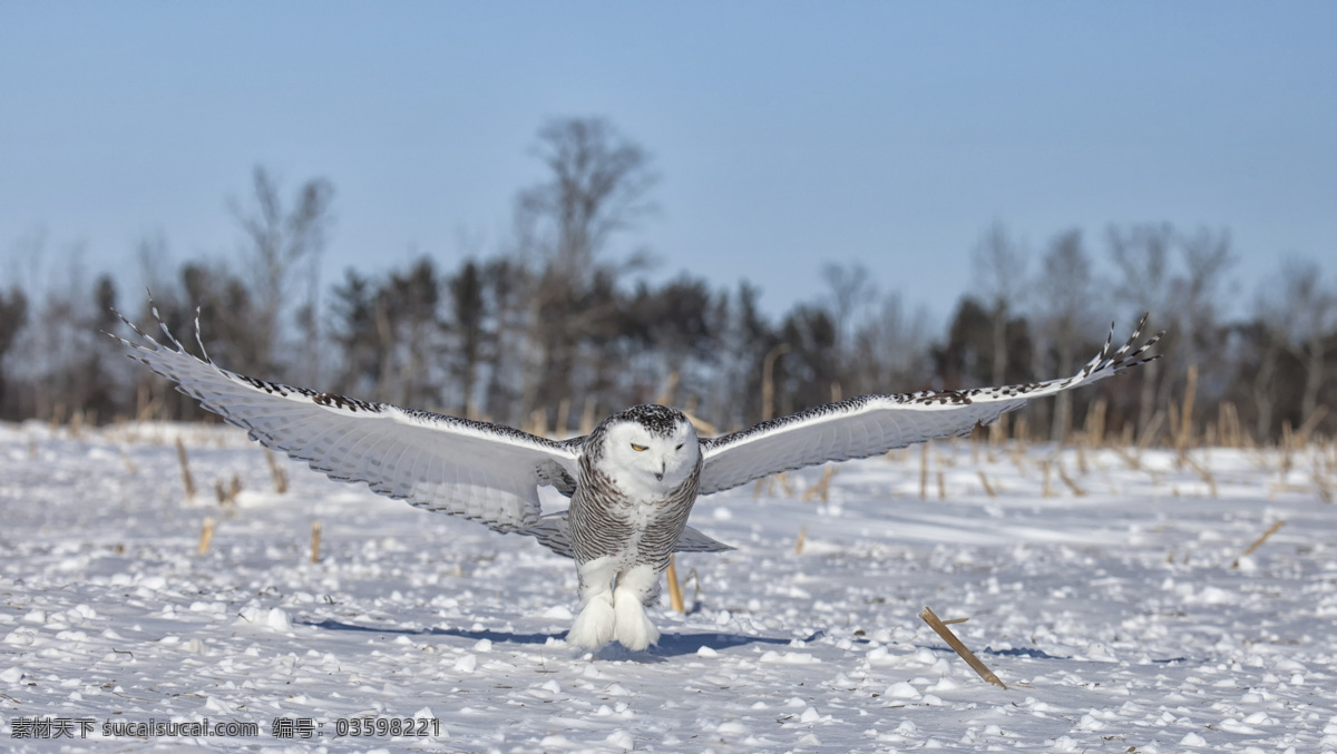 落 雪地 上 猫头鹰 鸟 翅膀 空中飞鸟 生物世界