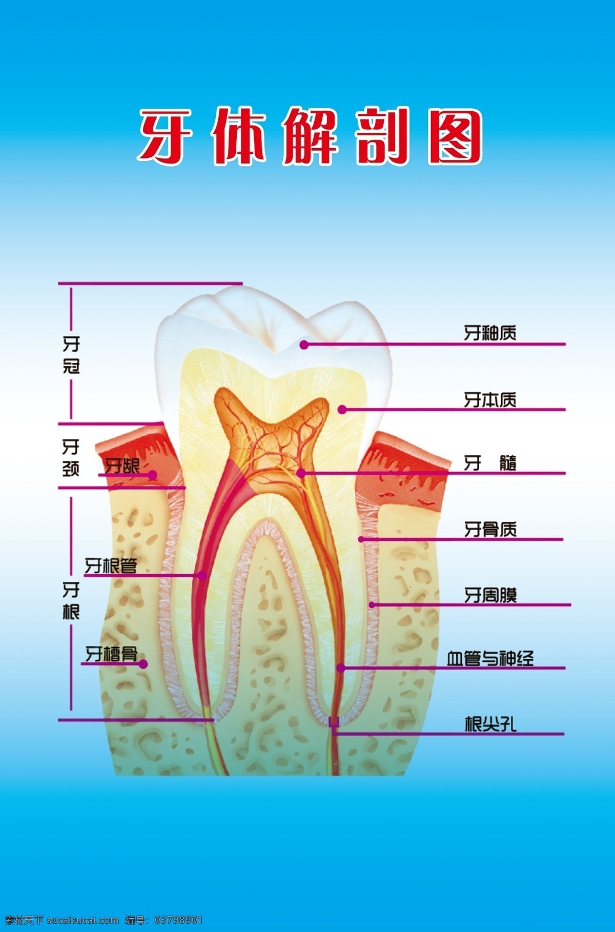 牙齿结构图 牙齿 结构图 牙釉质 牙本质 牙髓 分层