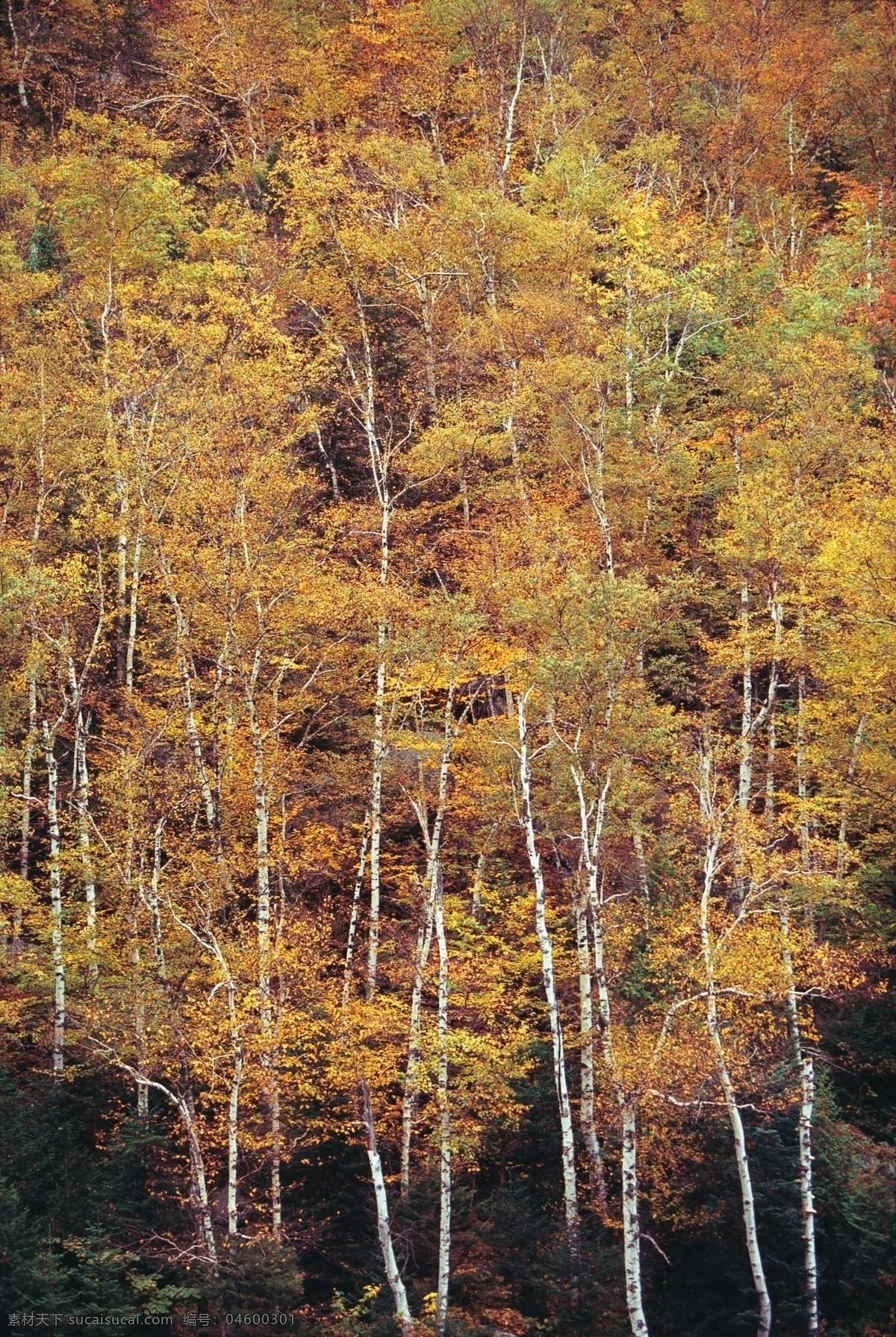 秋天 树林 风景 树木风景 枫树 黄叶 枫叶 美景 美丽风景 摄影图 高清图片 花草树木 生物世界