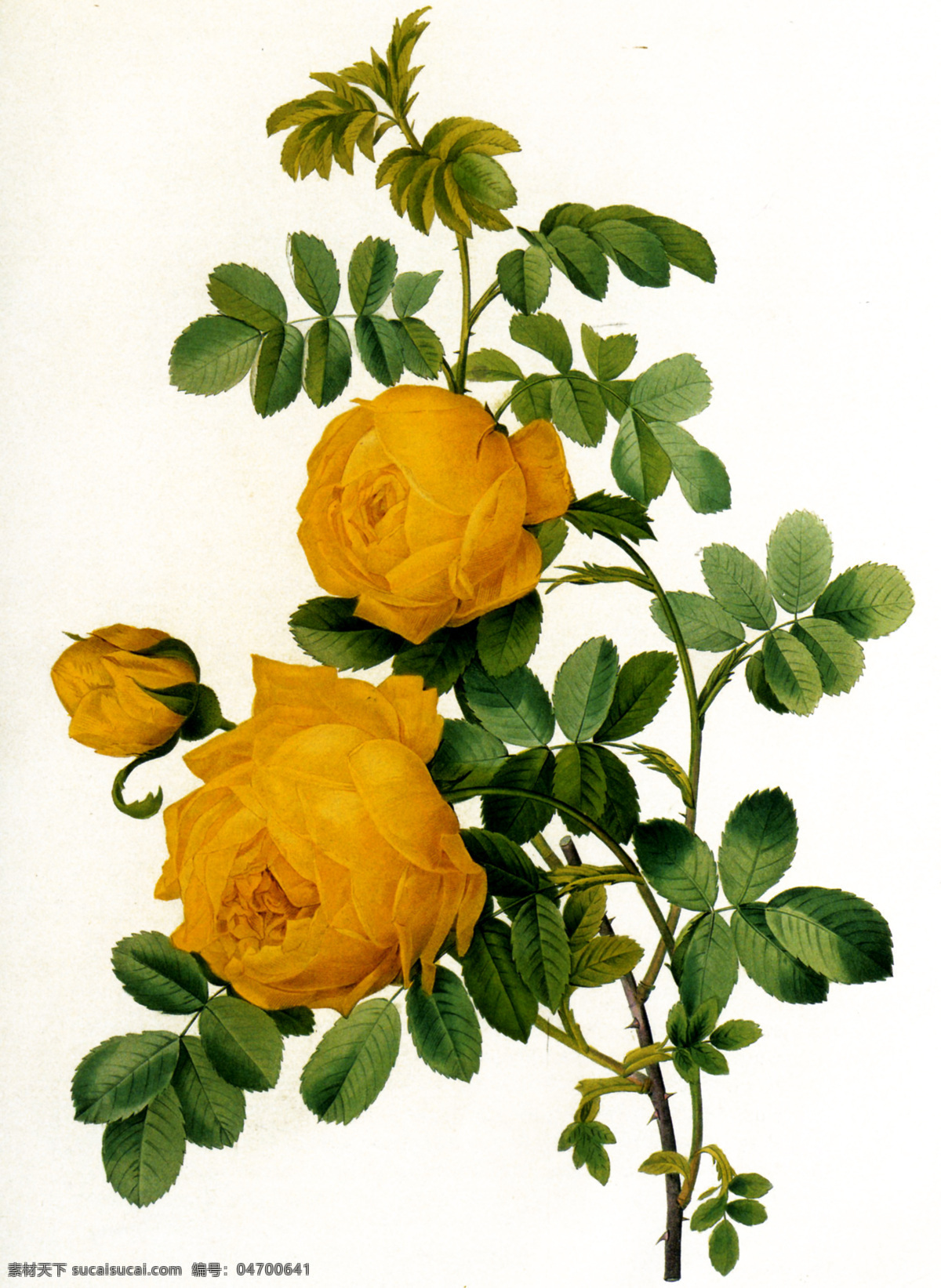 黄色月季花 剌玫瑰 玫瑰花 花卉 油画静物 花标本 绘画书法 文化艺术