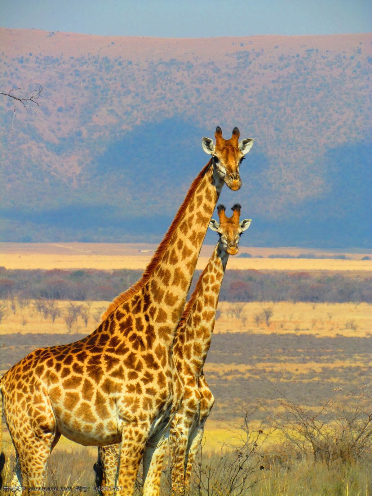 长颈鹿 动物 草原 森林 自然 生物世界 野生动物
