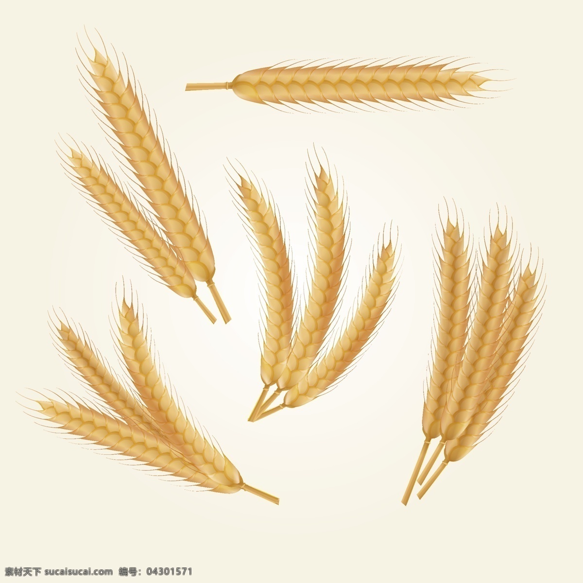 款 金色 长 小麦 插画 卡通插画 卡通 农业 简约 丰收 金色麦穗 手绘麦子 小麦合集 小麦矢量图 卡通小麦合集 稻穗 成熟的麦穗 饱满 谷物 设计元素 五谷