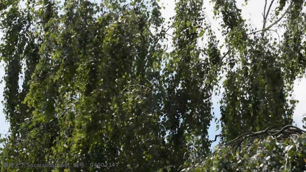 柳树 树木 视频 视频背景 实拍视频 视频素材 视频模版 树木视频素材 树木视频