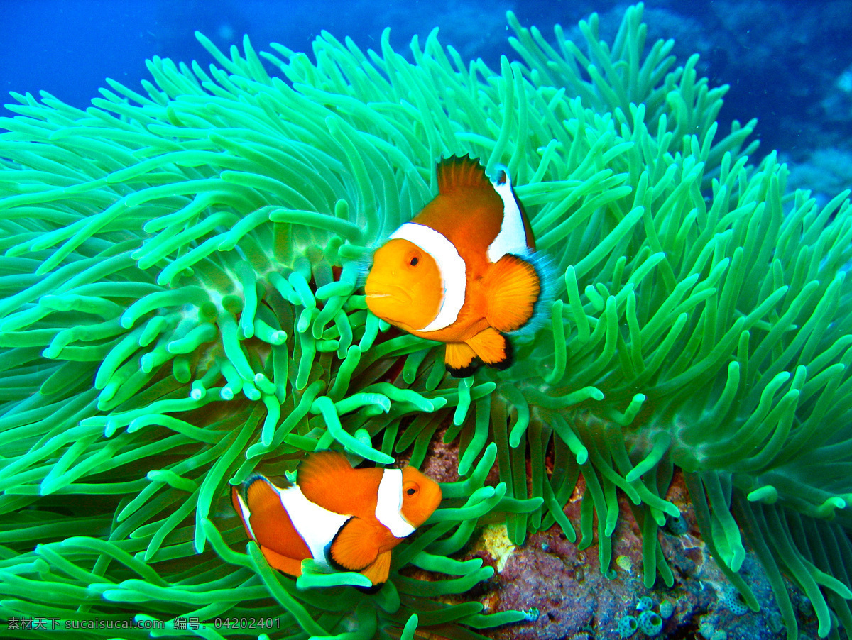 海底 世界 美丽 可爱 小丑 鱼 澳大利亚 东南亚 发现 海底世界 卡通 潜水 底 小丑鱼 珊瑚 热带 大自然保护 鱼类 生物世界