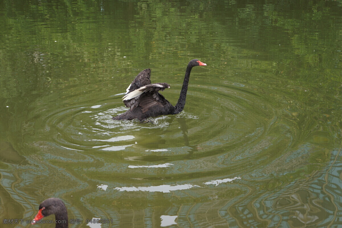 天鹅 黑天鹅 丑小鸭 湖里的天鹅 天鹅湖 鸟类 飞禽 禽类 水鸭子 游泳 戏水 摄影野生动物 生物世界 家禽家畜 灰色