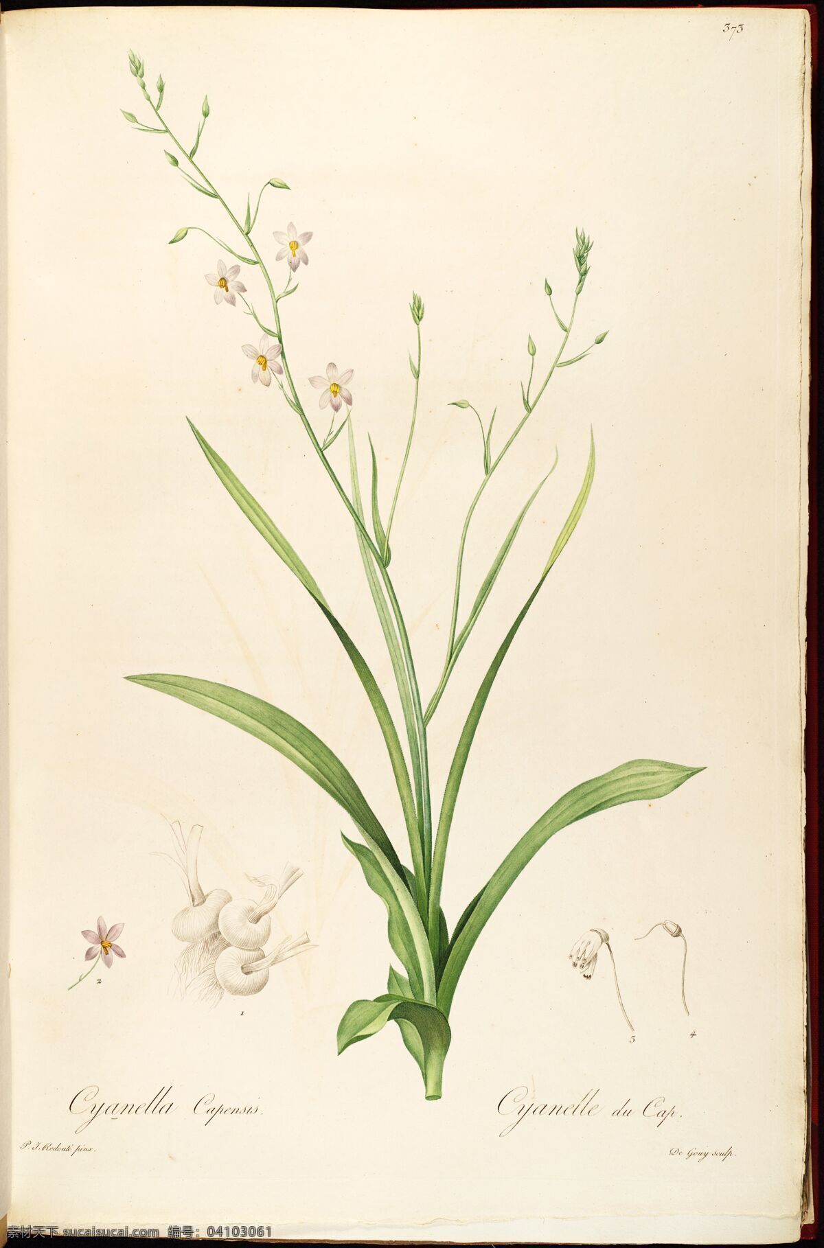 皮埃尔 约瑟夫 雷杜德 植物图 redoute choix des plus belles fleurs 手绘兰花 植物图谱 装饰画 无框画 手绘插画 花卉 蝴蝶 鲜花 手绘花纹 精美花纹 兰花贴图 简洁 移门设计 彩色花朵 手绘设计 手绘花朵 花纹素材 生物世界 花草