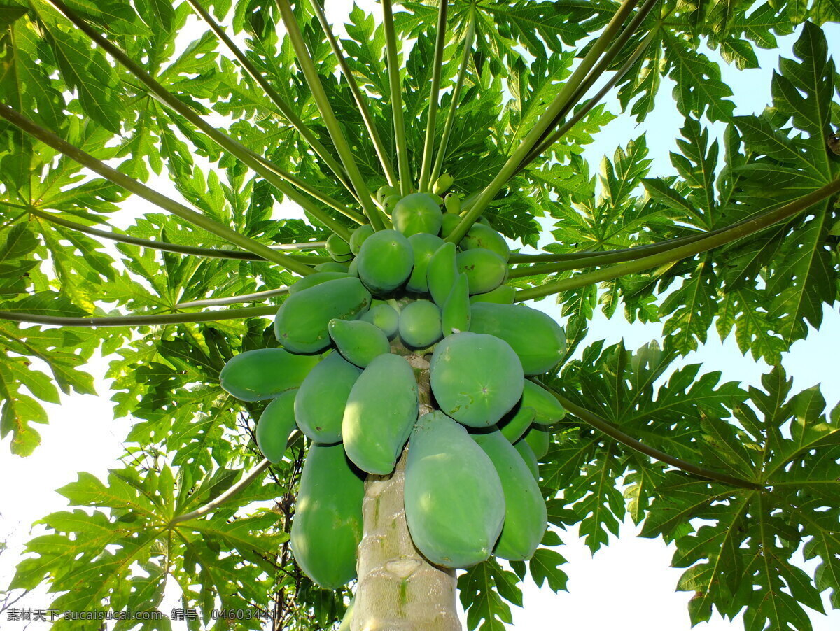 水果木瓜 木瓜 水果 木瓜树 绿色食品 生物世界
