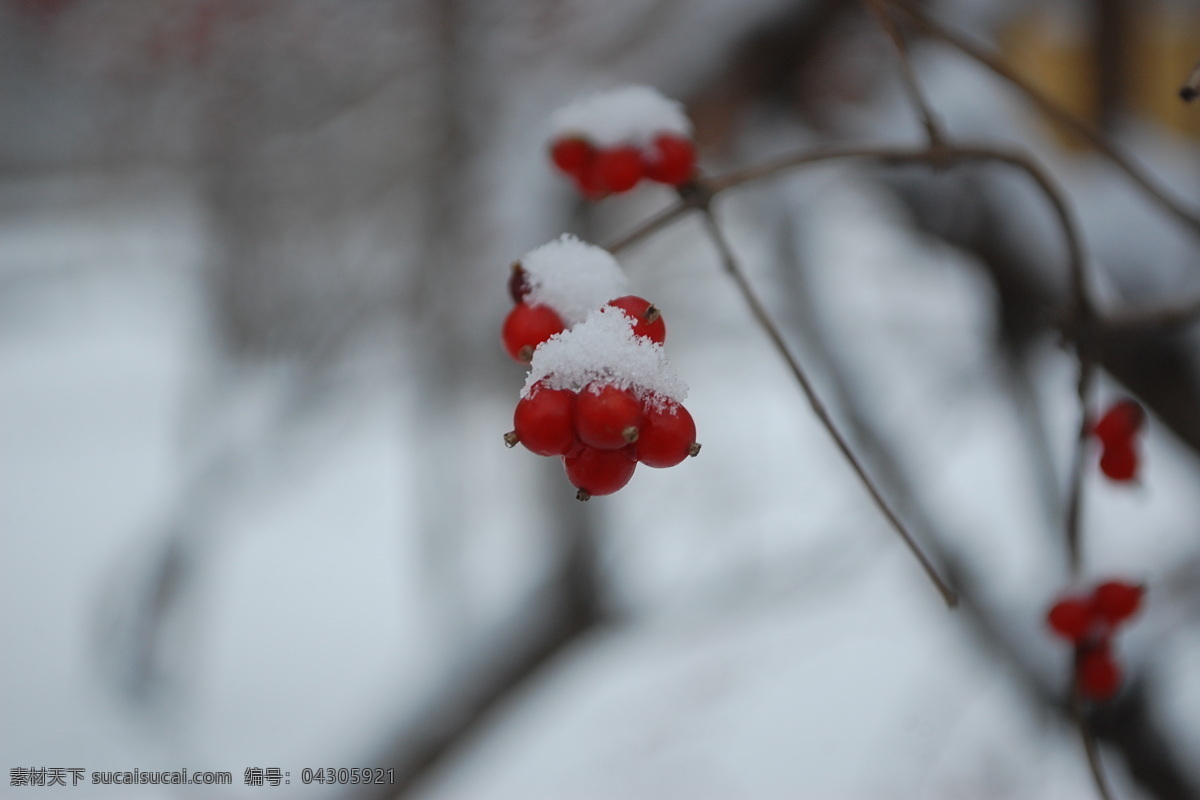 雪中红果 雪 红果 冬天 雪景 冰 其他生物 生物世界