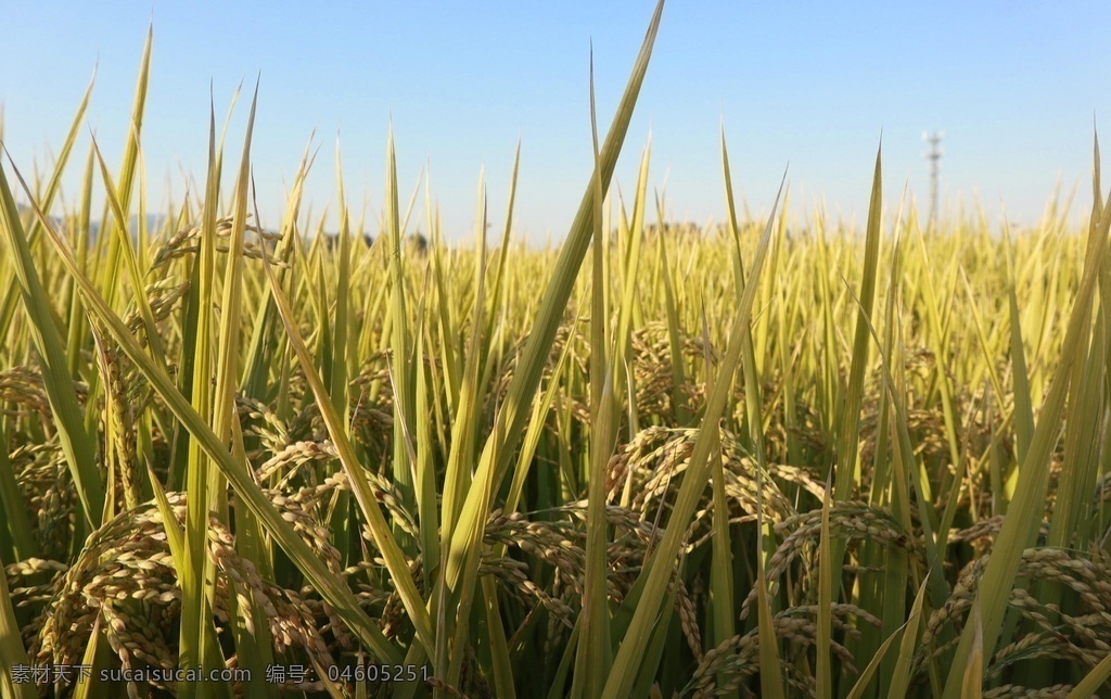稻田图片 稻田 成熟 收成 丰收 绿 配图 自然景观 自然风景
