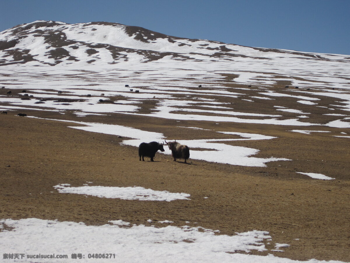 雪域牦牛 西藏 阿里地区 雪 牦牛 面对面 荒原 风光 国内旅游 旅游摄影