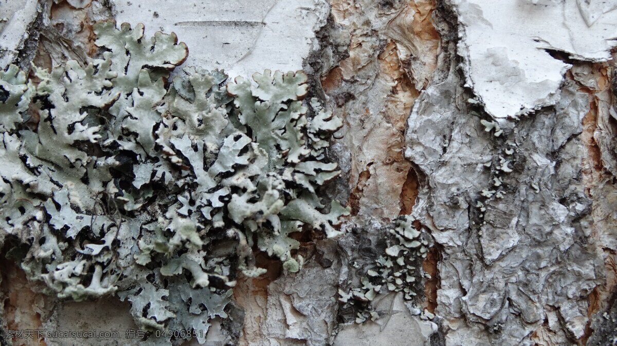 树干 上 苔藓 地衣 苔藓植物 植物摄影 其他生物 生物世界