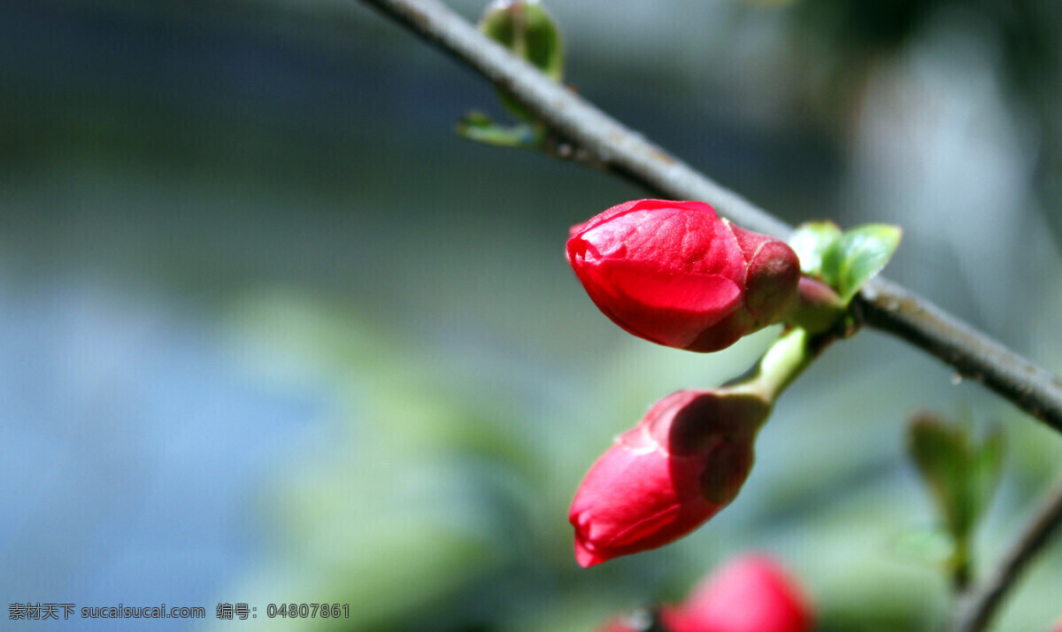 贴梗海棠花 贴梗海棠 贴梗木瓜花 铁脚梨花 红色花朵 花骨朵 花草 生物世界