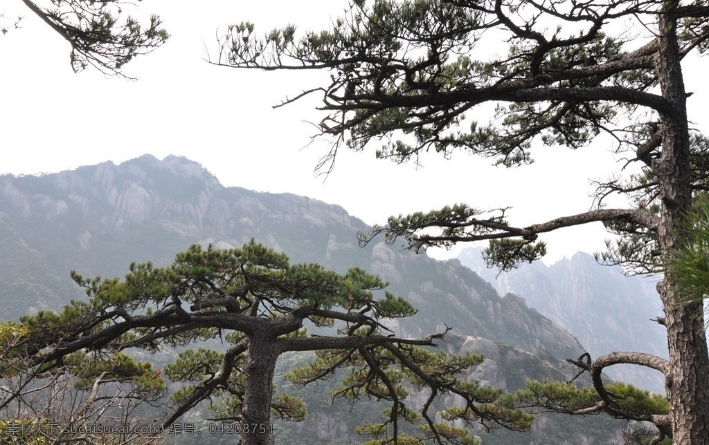 松树 黄山 安徽黄山 风景 安徽旅游 风景名胜 自然景观 国内旅游 旅游摄影