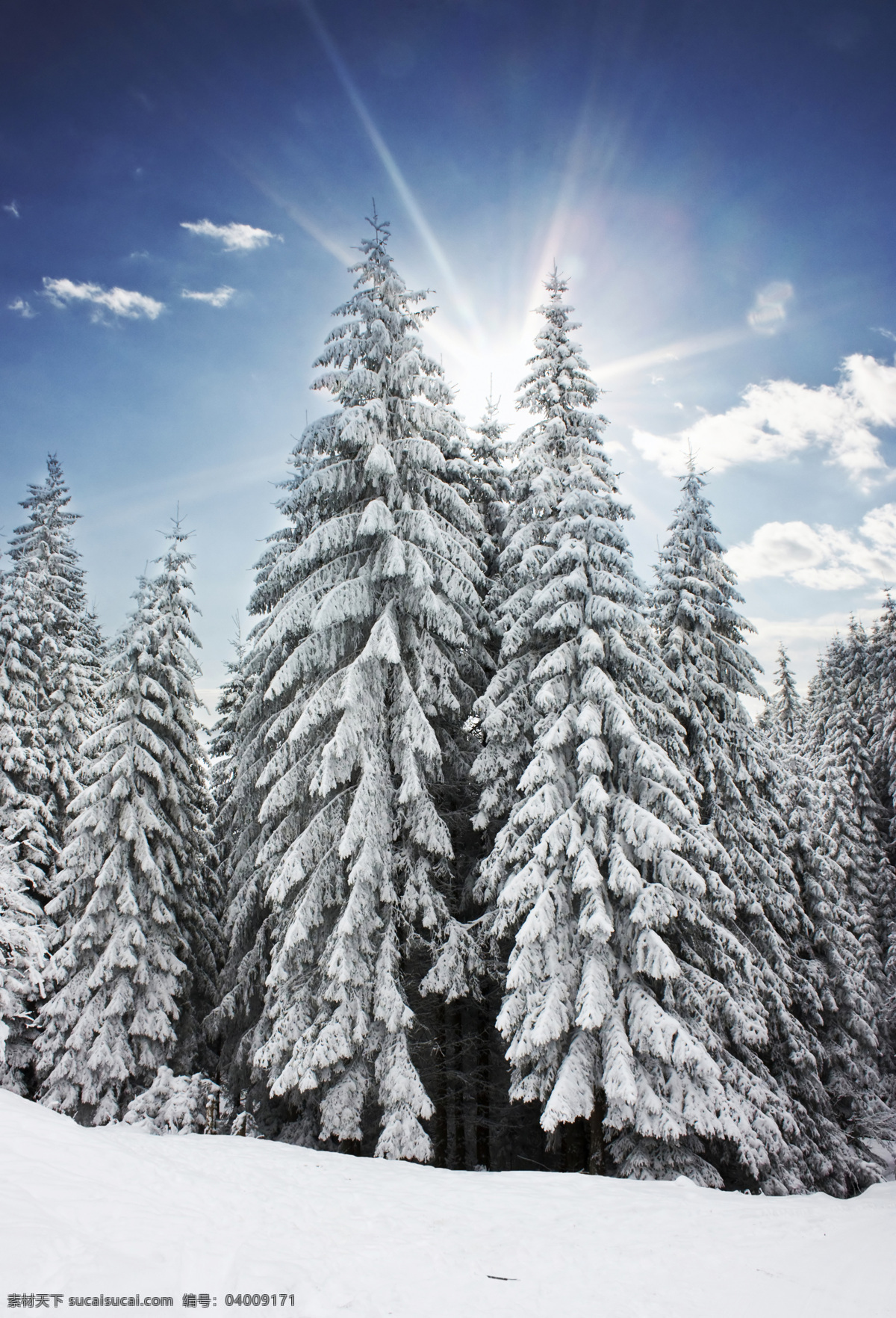 美丽 冬天 雪景 圣诞节 冬季 美丽风景 树林 森林 白雪 雪景图片 风景图片