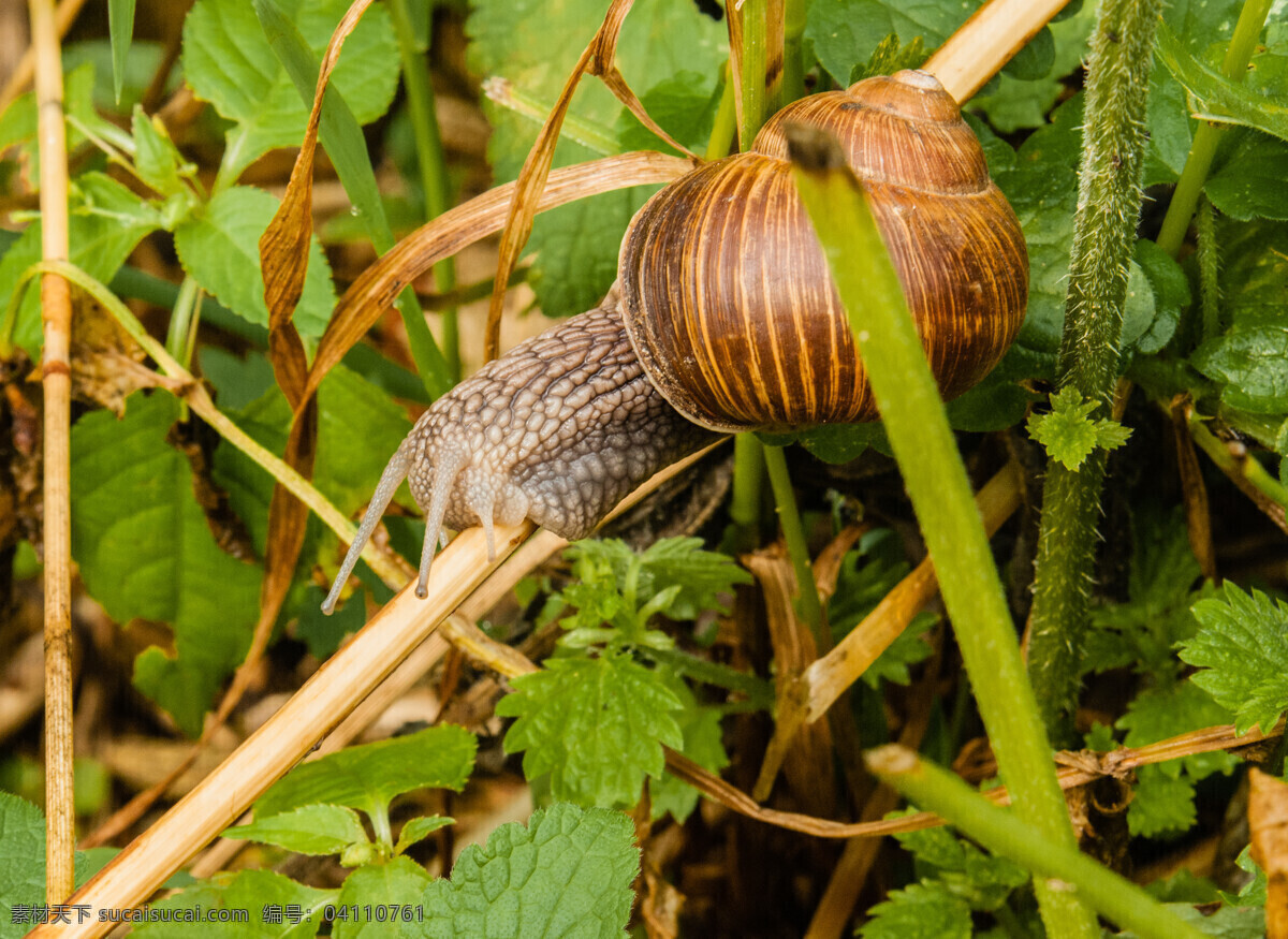 植物 茎 上 蜗牛 蜗牛壳 蜗牛摄影 动物昆虫 动物摄影 陆地动物 生物世界 昆虫世界