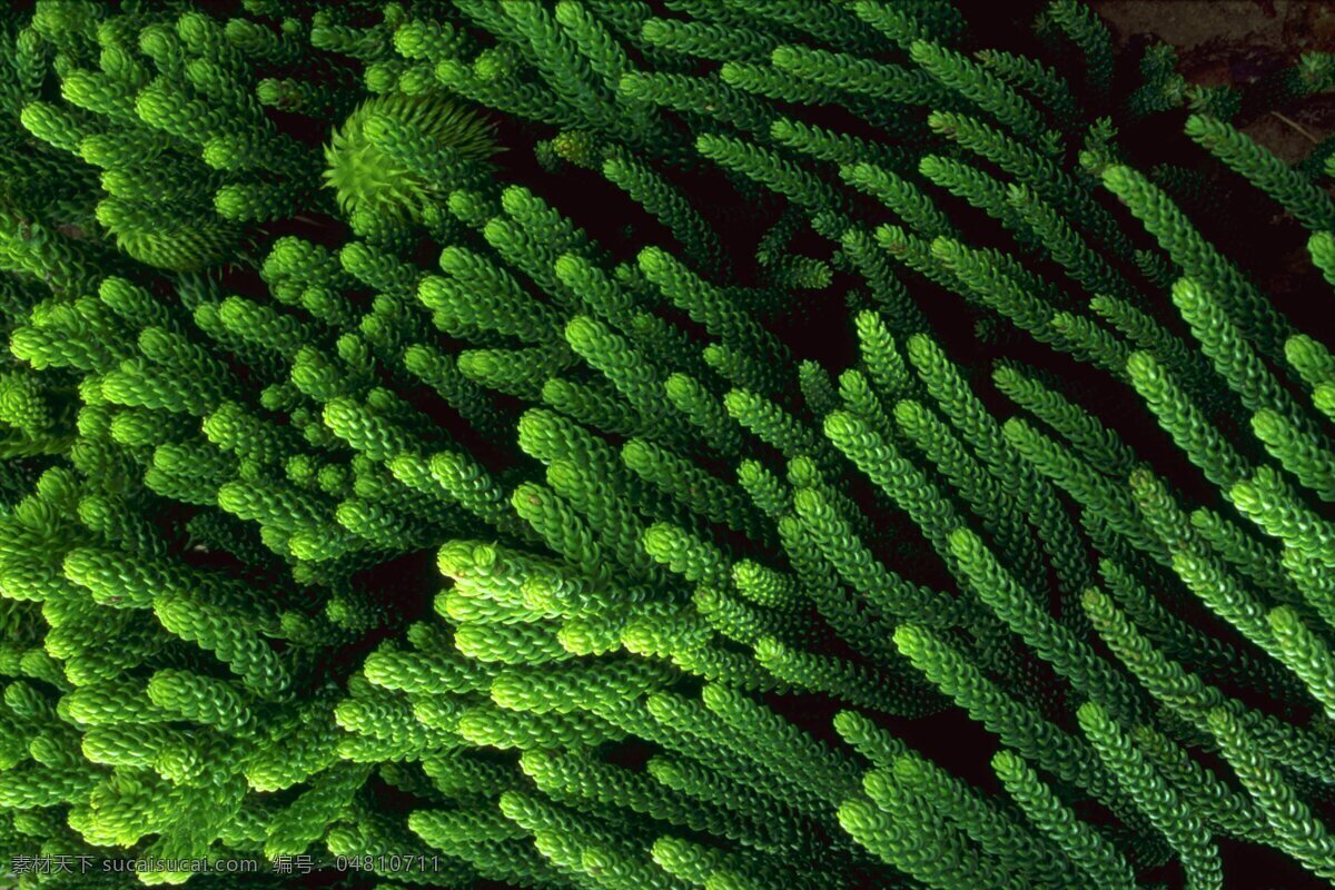 自然免费下载 花 花瓣 花草 花朵 花卉 花藤 花纹背景 花纹边框 自然 风景 生活 旅游餐饮