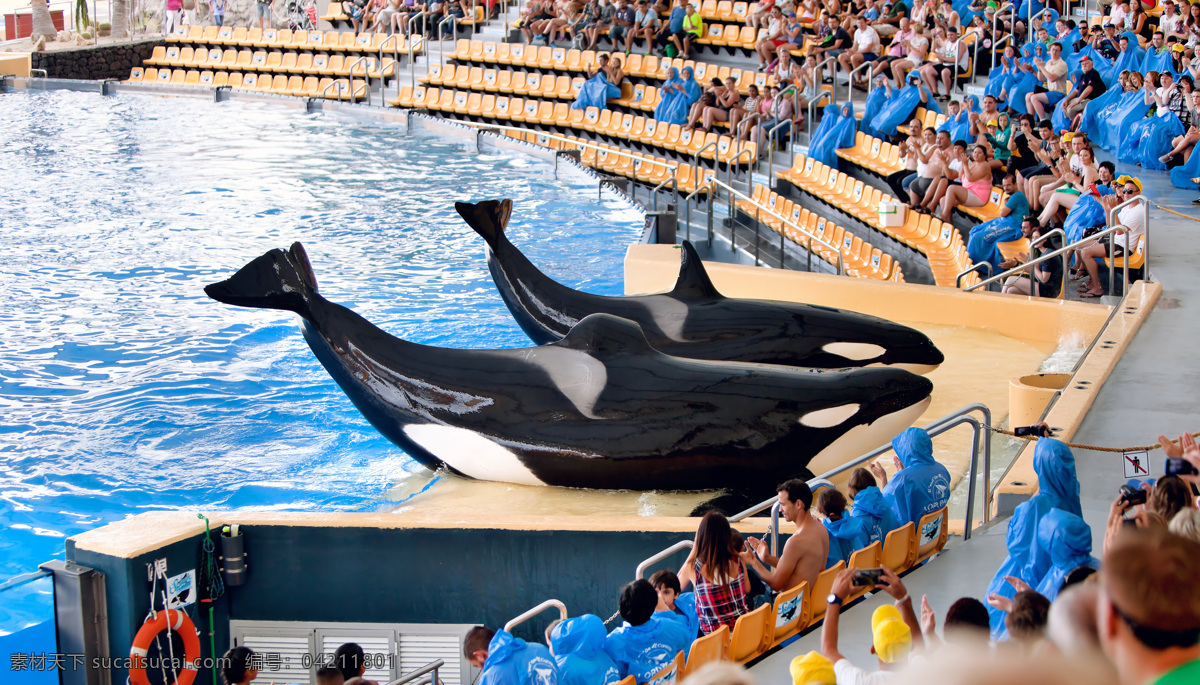 表演 节目 海豚 观众 人物 动物 海豚摄影 水中生物 生物世界 黑色