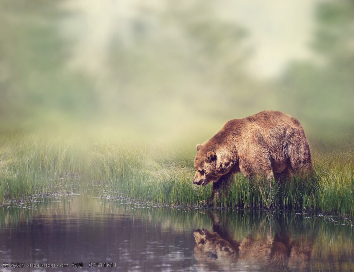 炫酷黑熊 唯美 炫酷 野生 可爱 黑熊 生物世界 野生动物