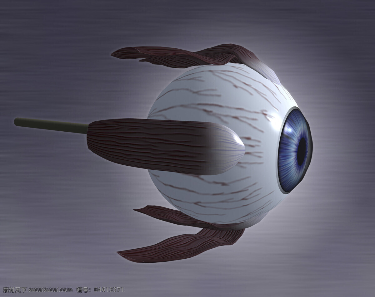 眼珠 人眼 眼球 瞳孔 视网膜 3d器官 眼部结构 人体器官 人体研究 医学器官 人体解剖 医学器官图鉴 医疗护理 现代科技
