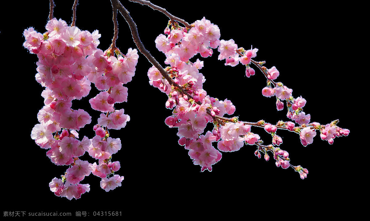清新 花枝 樱花 装饰 元素 深粉色 装饰元素