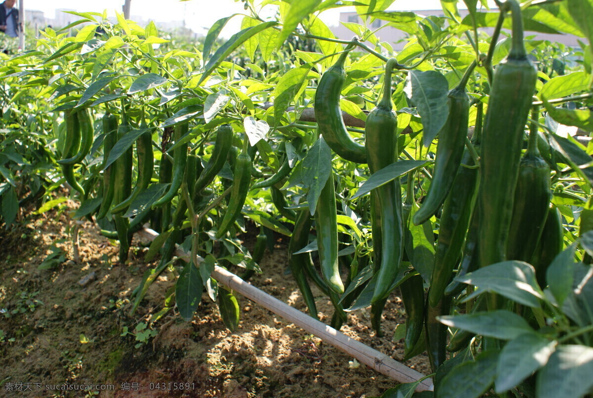 青尖椒 尖椒 青椒 辣椒 椒 蔬菜 生物世界