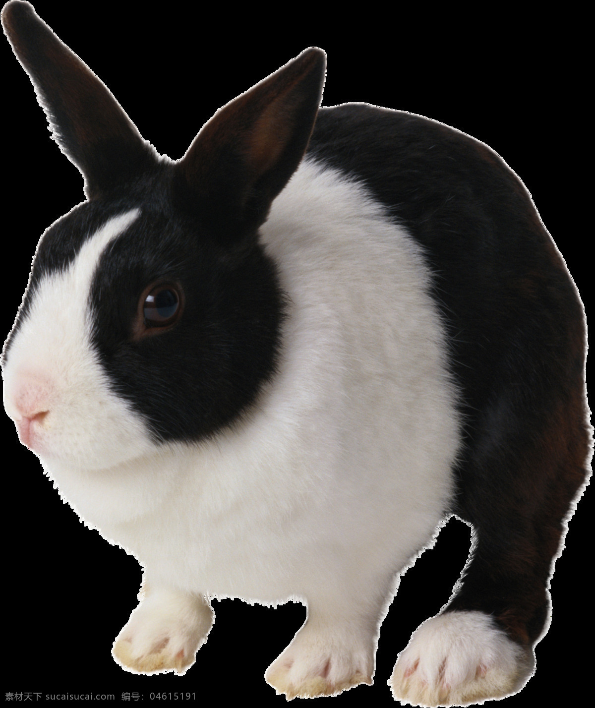 可爱 黑白 宠物 兔子 免 抠 透明 图 层 家畜动物 可爱动物图片 家禽 家畜 动物大全 野生动物 世界 上 最 萌 动物 可爱小狗图片 死人 小 动物图片 野生动物图片 萌宠图片