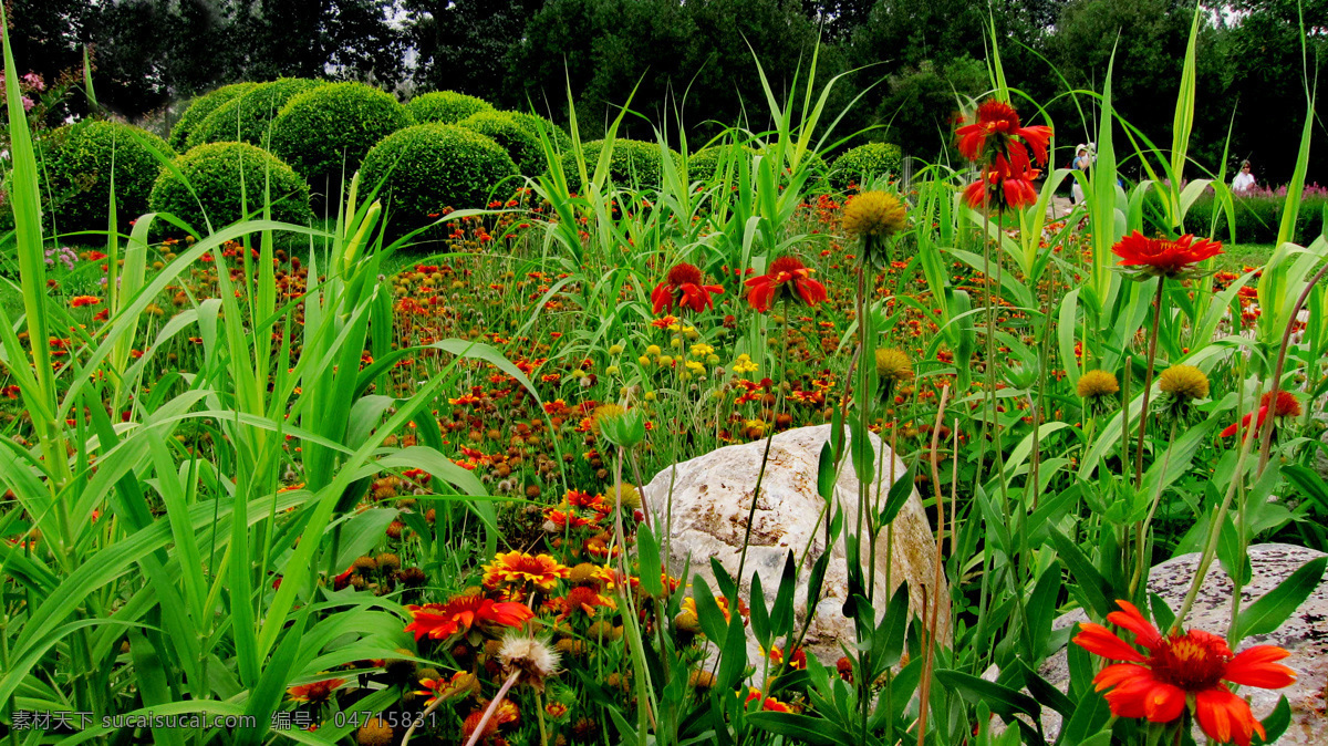 美丽花草 生物世界 植物 花草 金光菊 齿边 成片 多朵 红黄 绿色 野花 石头