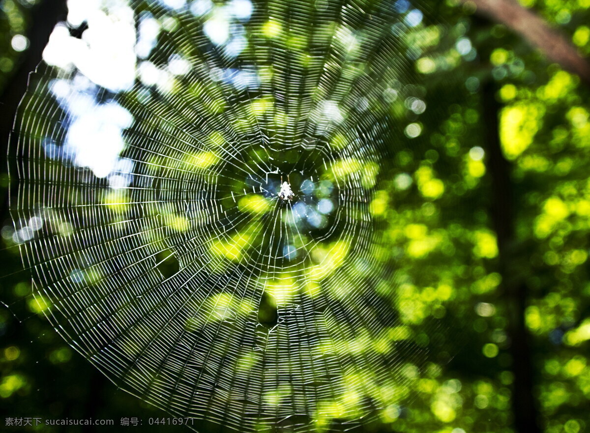 树林 蜘蛛网 高清 网状 网状物 圆网 蜘蛛丝 细丝