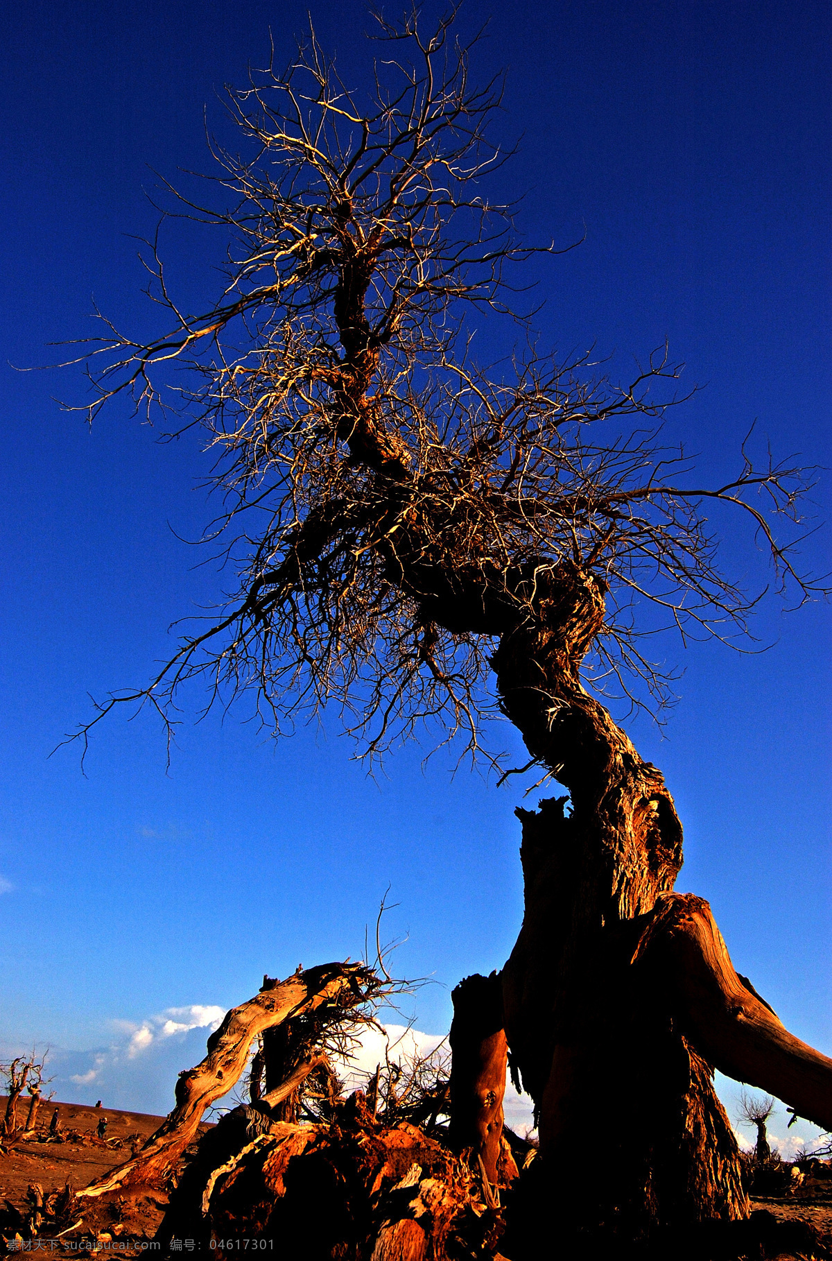 胡杨 岁月 自然风景 沙漠 戈壁 古树 植物 蓝天 白云 壁纸 画 环保 生命 自然景观