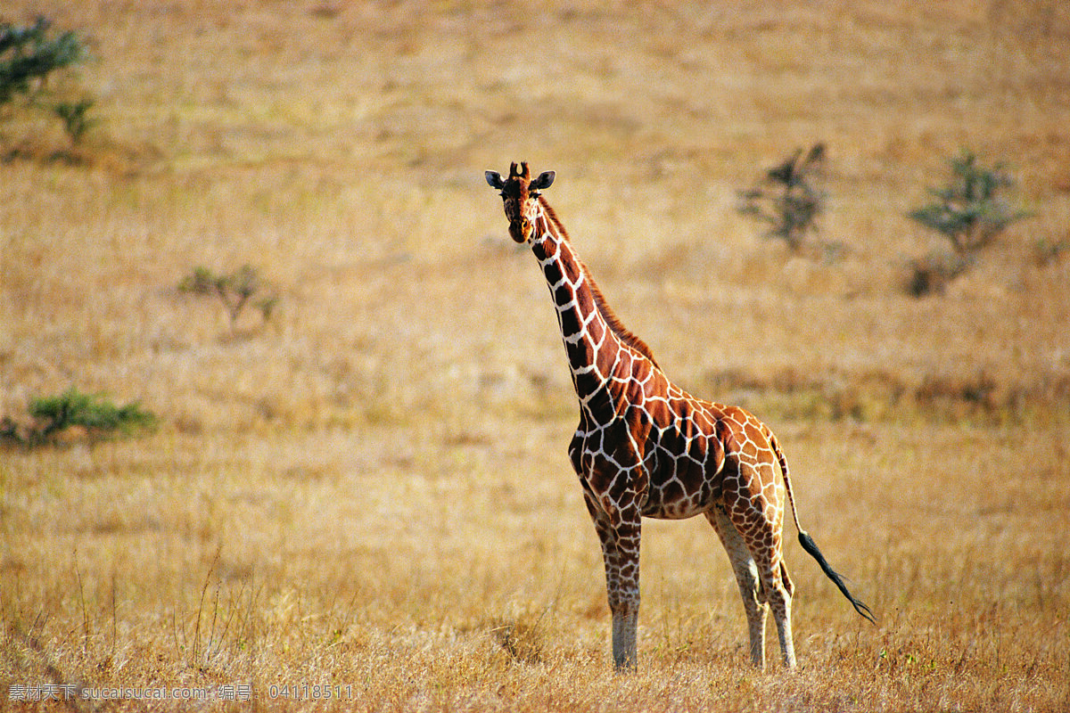 高清 只 长颈鹿 枯草 草地 动物世界 野生动物