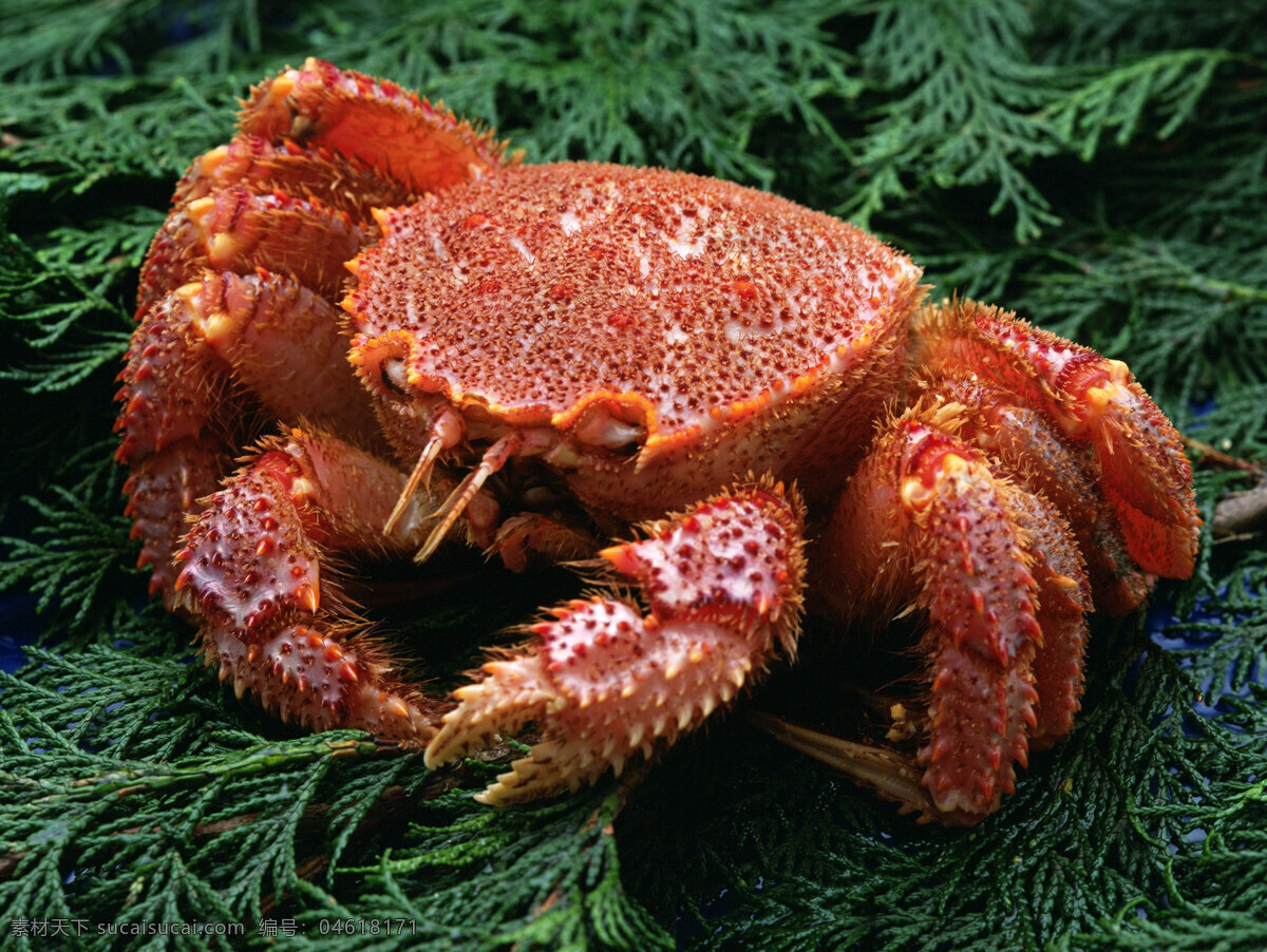红毛蟹 红 毛 蟹 海海洋水产 餐饮美食 生鲜食品 食物原料