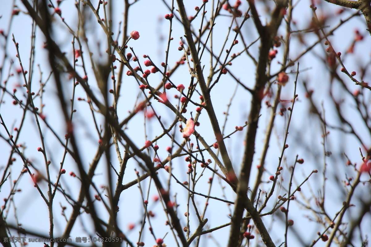 梅花 梅花树 梅花枝 花蕾 花朵 红色 生物世界 花草