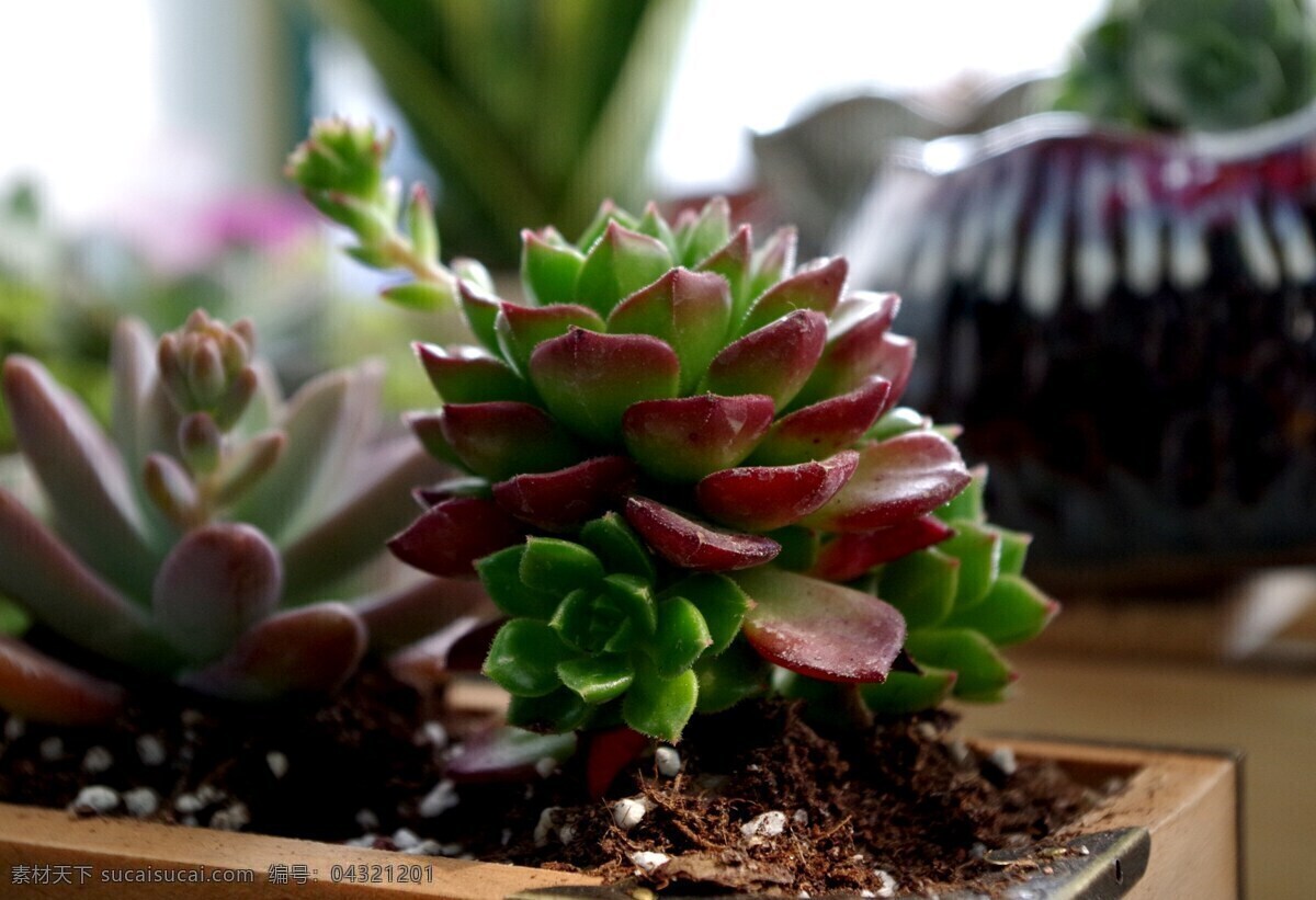 多肉植物 景天科多肉 多肉花剑 蒂亚 蒂亚群生 多肉摄影 生物世界 花草