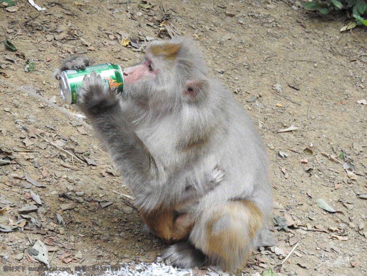 喝酒的猴子 猴子 野猴 猴子喝酒 山猴 可爱猴子 旅游摄影 国内旅游