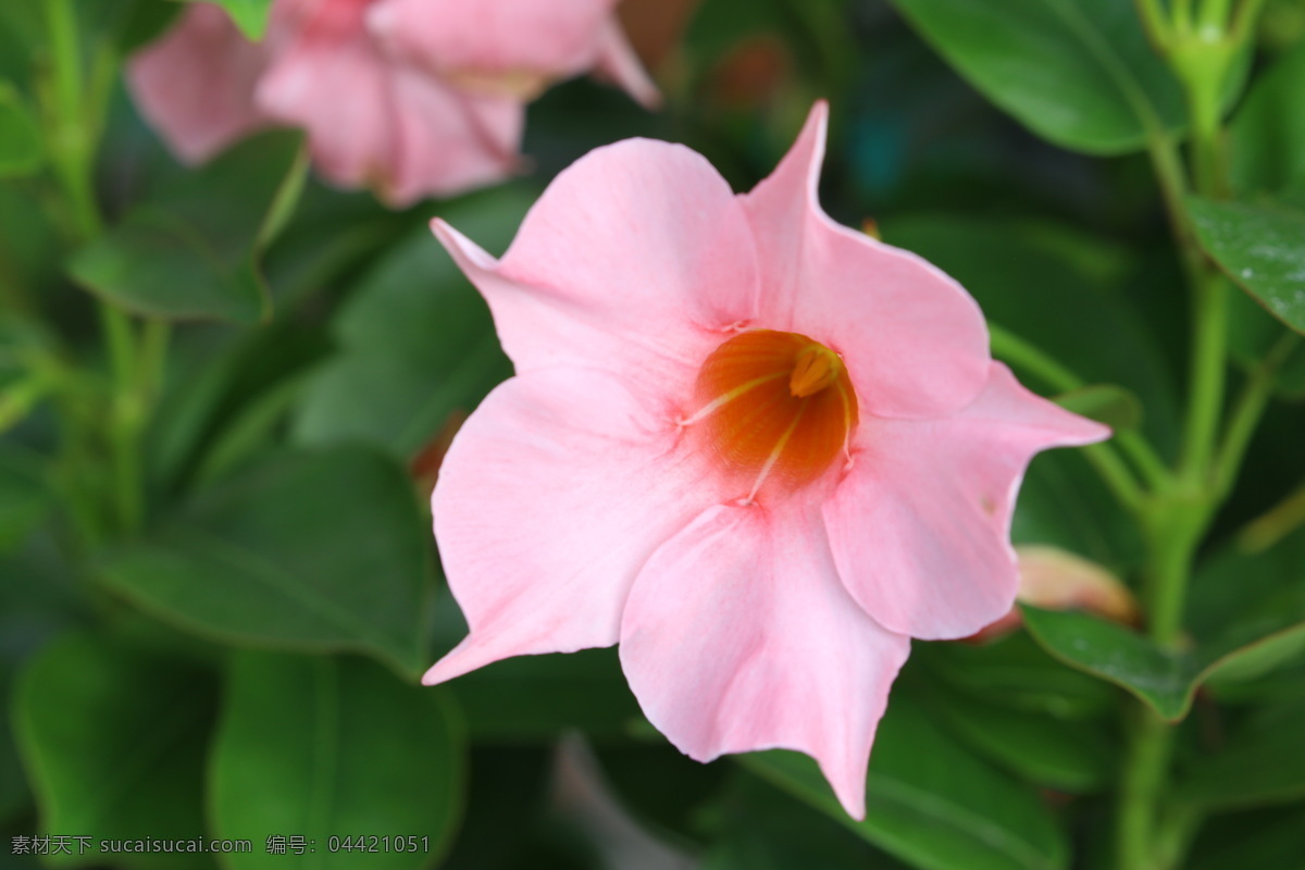 飘香藤 红皱藤 双腺藤 双喜藤 文藤 红蝉花 藤本植物 观赏花卉 花瓣 花朵 花儿 花草 花卉 植物 绿化景观 花卉大观园 生物世界