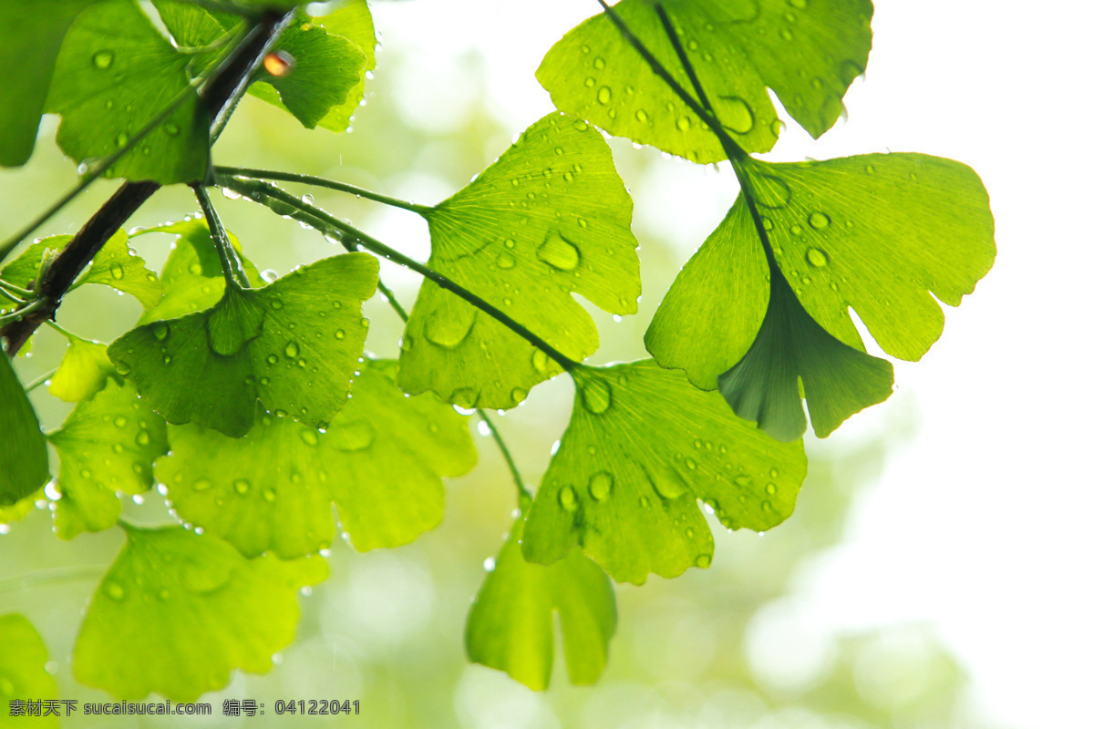 雨中的银杏树 雨滴 银杏 树叶 景色 绿色 生物世界 树木树叶