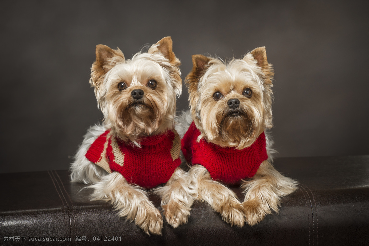 两 只 可爱 小狗 动物 陆地动物 圣诞节 节日 圣诞帽 宠物 狗狗图片 生物世界