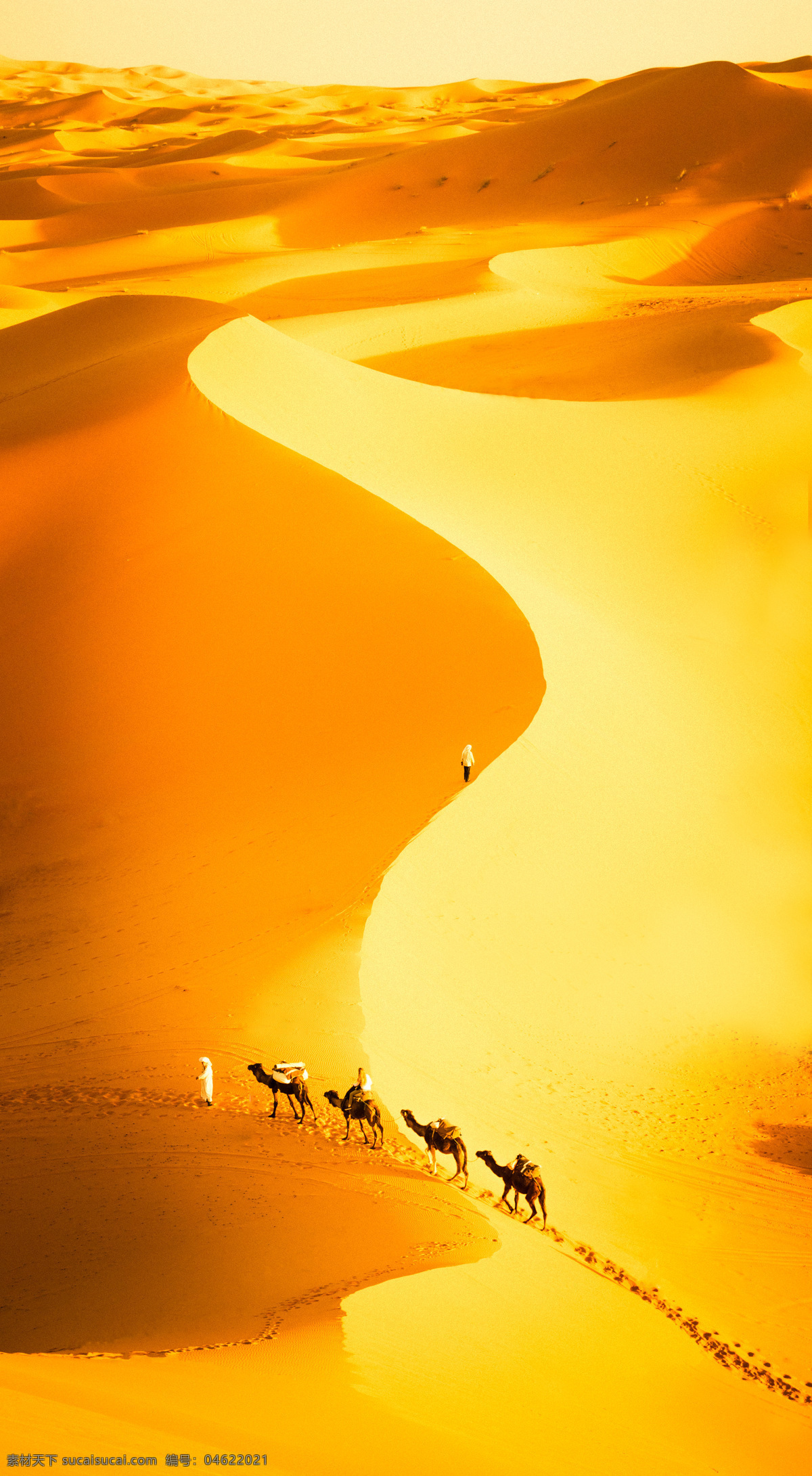 金色沙漠 沙丘 沙漠探险 骆驼队 穿越沙漠 驼影 荒野求生 沙漠曲线 沙山 沙子 沙坡 沙滩 波纹 纹路 自然 唯美 纯净 空灵 丝绸之路 驼铃 商队 沙漠之路 自然景观 自然风景