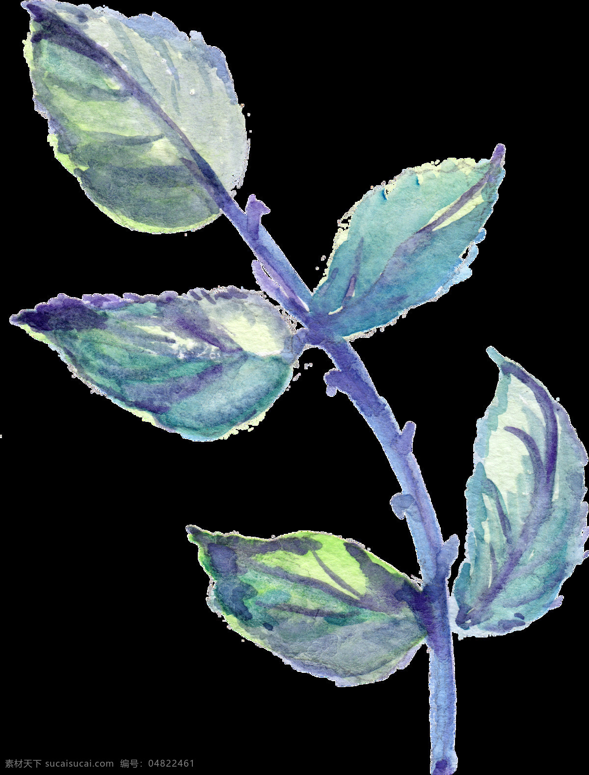 紫 刺 枝叶 透明 装饰 绿色 免扣素材 树枝 透明素材 装饰图案